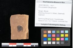 Foto (Objekt + Etikett) von Pinus praelarix Ettingshausen (NHMW-GEO-2024-0188-0305)